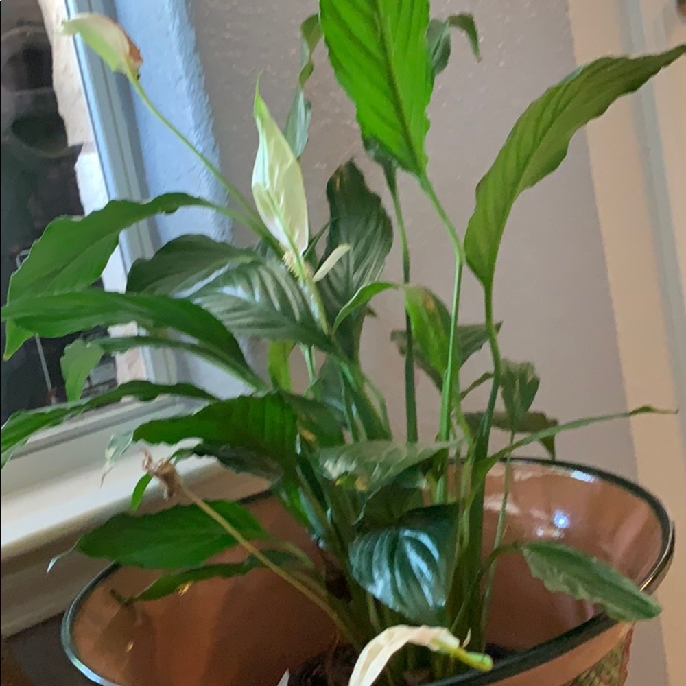 Meet your Posher, Adriana